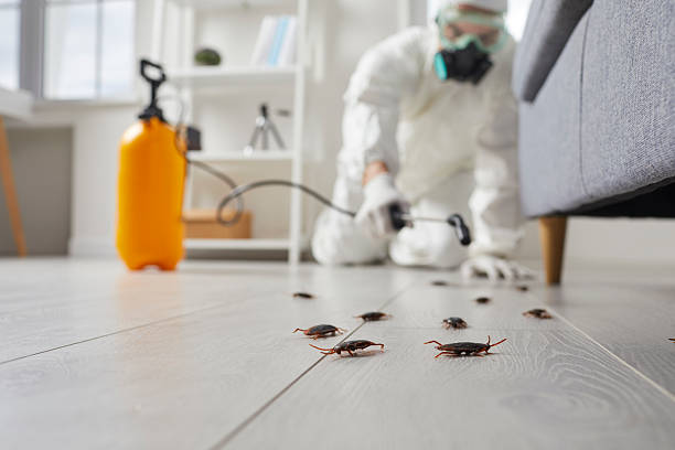 Post-Treatment Bed Bug Interceptor Monitoring in White Haven
